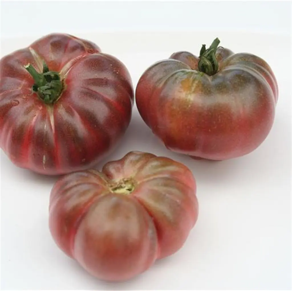tomate-purple-calabash.webp