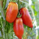 Tomate-Cornue-des-Andes-2216-1.webp