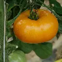 1609_1.webp