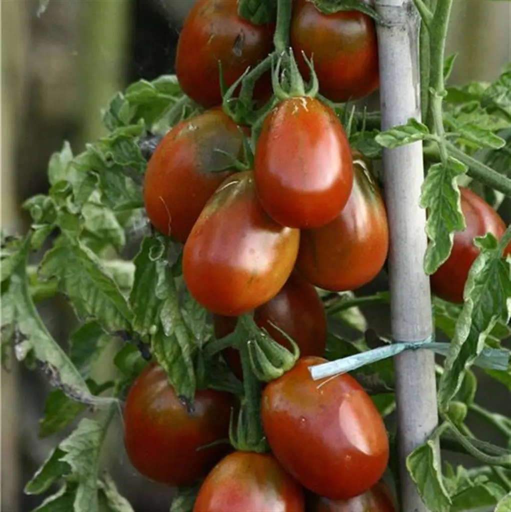 63833615-prunenoire.webp