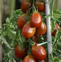 63833615-prunenoire.webp