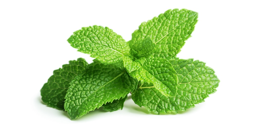 Menthe verte BIO - 1 botte