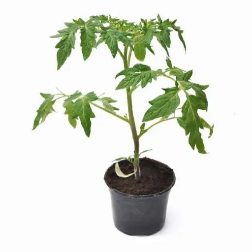 Plant de tomate BIO - variété " Purple Calabasch" 