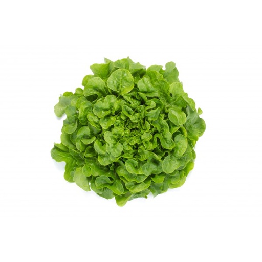 Laitue FDC Verte BIO - Pc